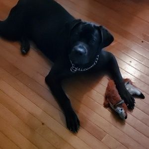 Meet your Posher, Ken